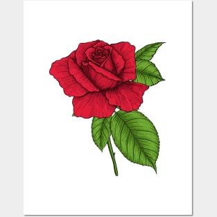 Red rose Posters and Art